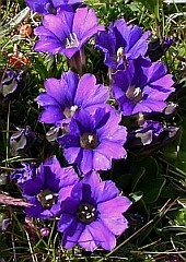 Pyrenean Gentian - Gentiana pyrenaica © Teresa Farino